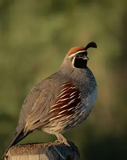 High Prints: Gambel's quail, Bosque del Apache National Wildlife Refuge
