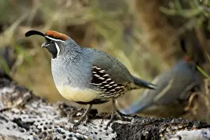 Crests Prints: Gambel's Quail - On cholla cactus - Replaces the California Quail in the desert