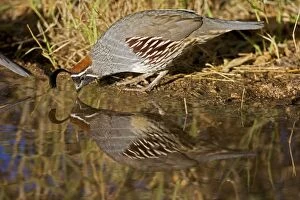 Gambels Quail - drinking from temporary pool