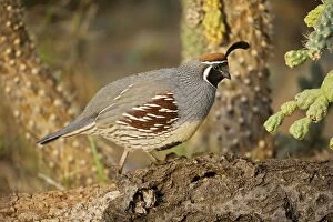 Images Dated 17th November 2007: Gambel's Quail - Male - Replaces the California Quail in the desert
