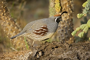 Images Dated 17th November 2007: Gambel's Quail - Male - Replaces the California Quail in the desert