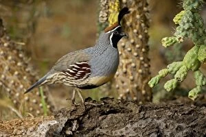 Images Dated 16th November 2007: Gambel's Quail - Male - Replaces the California Quail in the desert