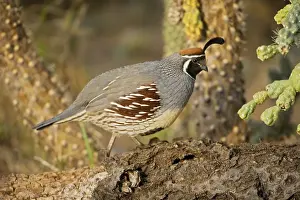 Gambel's Quail - Male - Replaces the California Quail in the desert and similar to that bird - On the western edge of the Mojave and Colorado deserts where ranges of California