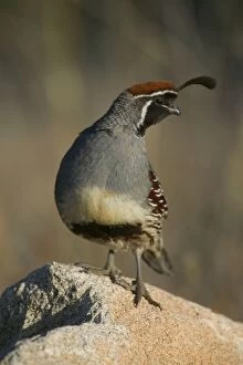 Images Dated 17th May 2004: Gambel's Quail - Male-sonoran desert resident-common in desert scrublands