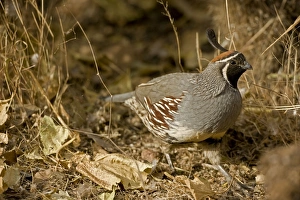 Images Dated 14th January 2006: Gambel's Quail - Replaces the California Quail in the desert