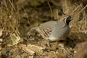 Quail Prints: Gambel's Quail - Replaces the California Quail in the desert