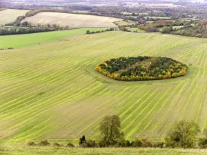 Game Coverts. Inkpen / Inkpen Hill, Berkshire, just under Gallows Down, UK. With game bird shoots charging a four figure sum per day, and the new single payment scheme freeing them from dependancy on stock and crop numbers