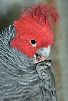 Images Dated 19th July 2012: Gang-gang Cockatoo