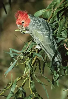 Cockatoo Prints: Gang Gang Cockatoo - Australian high country & South east Coast