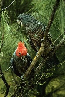 Gang-gang Cockatoo - Male and female in tree
