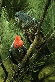 Cockatoo Prints: Gang-gang Cockatoo - Male and female in tree