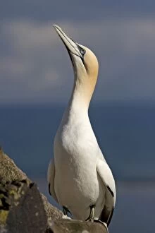 Images Dated 26th June 2008: Gannet