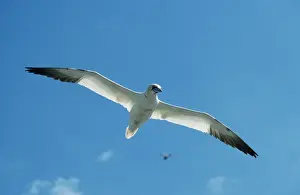 Gliding Prints: Gannet GET 2 In flight, Scotland Sula bassana © Geoff Trinder / ardea. com