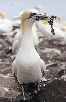 Gannet - Adult with nest material
