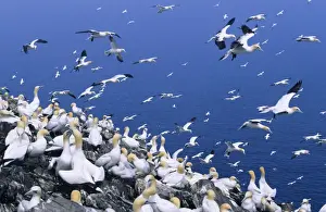 Communities Prints: Gannet - Breeding colony on Bass Rock. Scotland