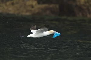 Bassana Gallery: Gannet - carrying plastic bag to use for nesting material