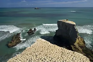 Sea Stacks Prints: Gannet Colony breeding colony of the Australasian Gannet situated on top of steep cliffs at Muriwai beach