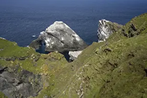 Shetland Island Prints: Gannet Colony Hermaness Nature Reserve, Unst, Shetland, UK BI011616