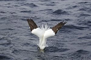 Images Dated 19th June 2012: Gannet - diving for fish