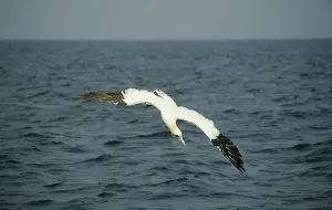 Gannet - diving for fish North Sea, UK BI004926