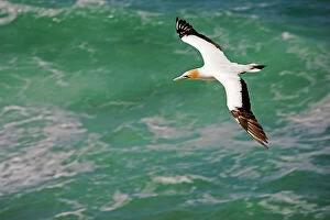 Gannet - in flight