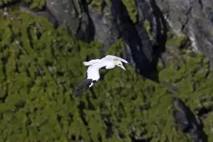 Shetland Island Prints: Gannet - In flight in front of cliffs Hermaness Nature Reserve