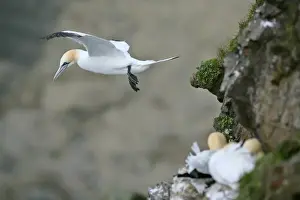 Unst Prints: Gannet in flight departing from breeding colony Hermaness Nature Reserve