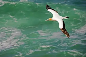 New Zealand Prints: Gannet - in flight. Muriwai gannet colony off west coast near Auckland North Island New Zealand