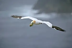 Unst Prints: Gannet in flight with nesting material in beak Hermaness Nature Reserve