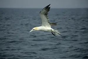 Gannet - in flight over Sea North Sea, UK BI004940