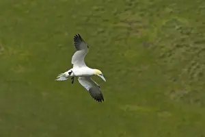 Shetland Island Prints: Gannet - Hanging on wind in front of cliffs Hermaness Nature Reserve