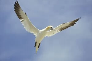 Gannet hovering