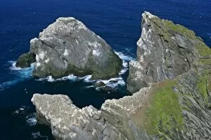 Gannet - jagged cliffs and rocks of Hermaness Nature Reserve with Gannet breeding colonies