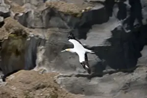 Auckland Prints: Gannet - n flight. Muriwai gannet colony off west coast near Auckland North Island New Zealand