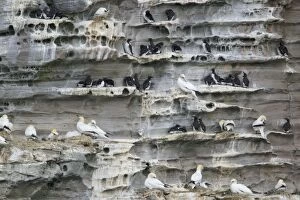 Bassana Gallery: Gannet - nesting on cliffs