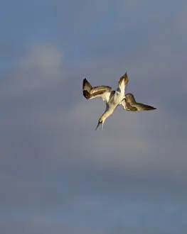 Gannet - screaching with open bill as it dives into the sea for food - Dorset - August