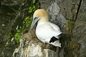 Gannet - sitting on nest built on narrow rock ledge