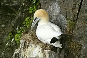 Unst Prints: Gannet sitting on nest built on narrow rock ledge Hermaness Nature Reserve
