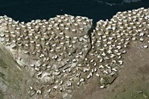 Gannetry - breeding Gannets on exposed rock seen from above