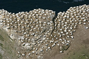 Images Dated 30th May 2007: Gannetry breeding Gannets on exposed rock seen from above Hermaness Nature Reserve, Unst