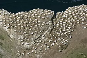 Wildlfe Prints: Gannetry breeding Gannets on exposed rock seen from above Hermaness Nature Reserve
