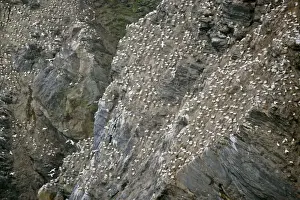 Unst Prints: Gannetry jagged rocks and cliffs with thousands of breeding Gannets Hermaness Nature Reserve