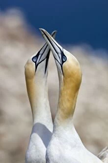 Images Dated 20th June 2009: Gannets