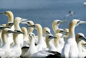 Gannets AEB 1614 Sula bassana © Liz Bomford / ARDEA LONDON