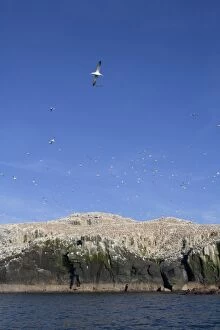 Images Dated 5th June 2006: Gannets - in flight and on rocks