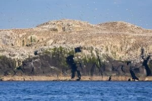 Gannets - in flight and on rocks