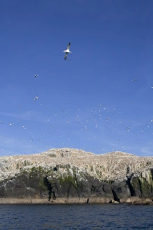 Images Dated 5th June 2006: Gannets - in flight and on rocks - Grassholm, Wales, UK