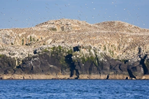 Images Dated 5th June 2006: Gannets - in flight and on rocks - Grassholm, Wales, UK