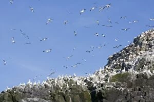 Images Dated 5th June 2006: Gannets - in flight and on rocks - Grassholm, Wales, UK