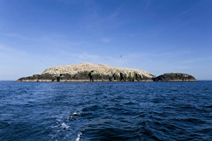 Images Dated 5th June 2006: Gannets - in flight and on rocks - Grassholm, Wales, UK